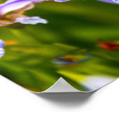 Iris Blume Poster (Ecke)