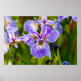 Iris Blume Poster