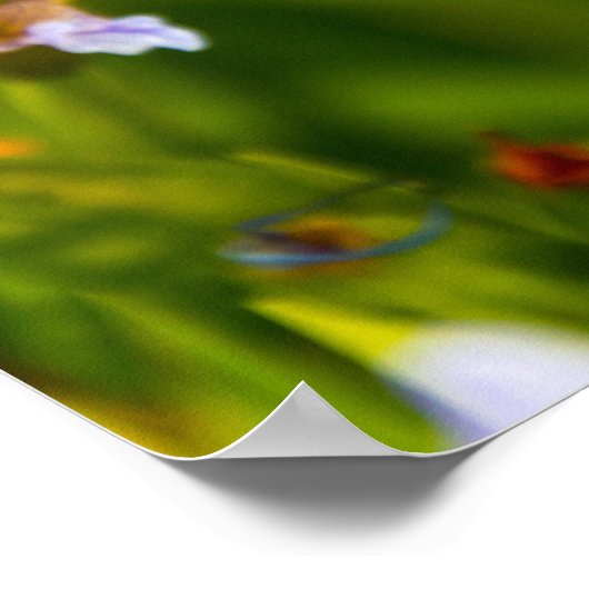 Iris Blume Poster (Ecke)
