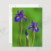 Iris-Blume Postkarte (Vorne/Hinten)