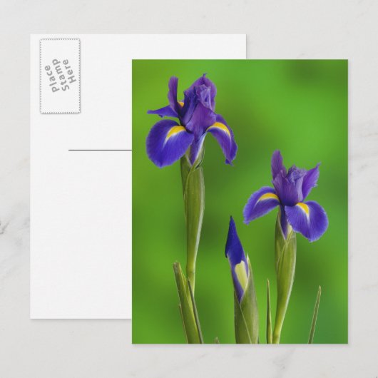 Iris-Blume Postkarte (Vorne/Hinten)