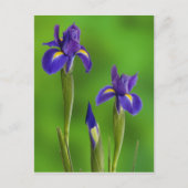 Iris-Blume Postkarte (Vorderseite)