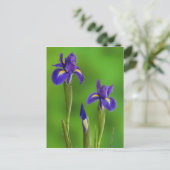 Iris-Blume Postkarte (Stehend Vorderseite)