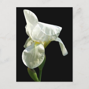 Iris-Blume Postkarte