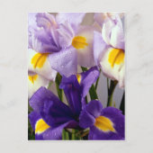 Iris-Blume Postkarte (Vorderseite)
