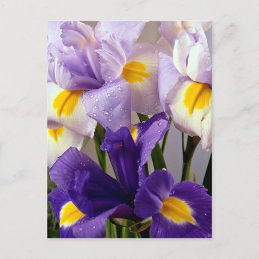 Iris-Blume Postkarte (Vorderseite)