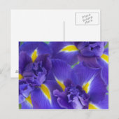Iris-Blume Postkarte (Vorne/Hinten)