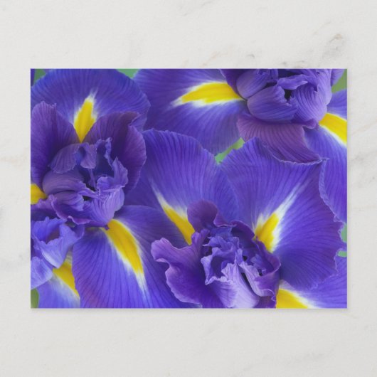 Iris-Blume Postkarte (Vorderseite)