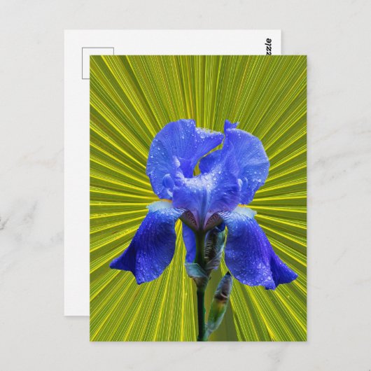 Iris-Blume Postkarte (Vorne/Hinten)