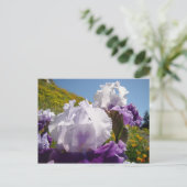 Iris Blume Postkarten Benutzerdefinierte Lila Iris (Stehend Vorderseite)