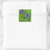 Iris-Blume Quadratischer Aufkleber (Tasche)