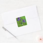 Iris-Blume Quadratischer Aufkleber (Umschlag)