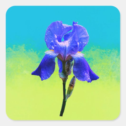 Iris-Blume Quadratischer Aufkleber (Vorderseite)