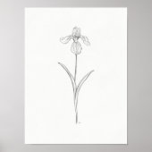 Iris Blume Sketch Print Poster (Vorne)