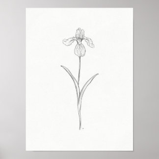 Iris Blume Sketch Print Poster