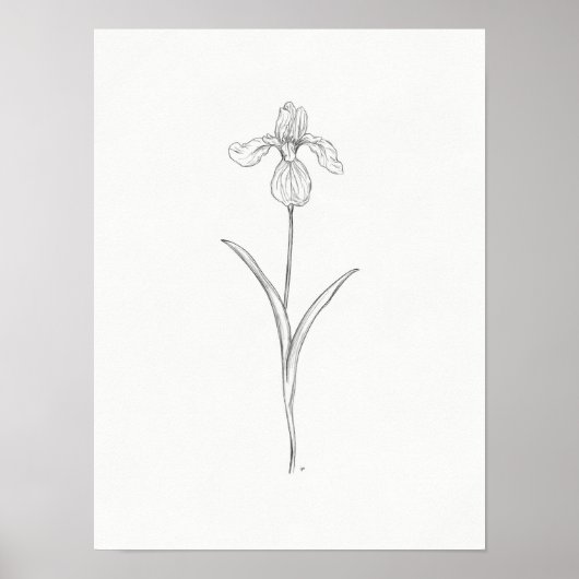 Iris Blume Sketch Print Poster (Vorne)