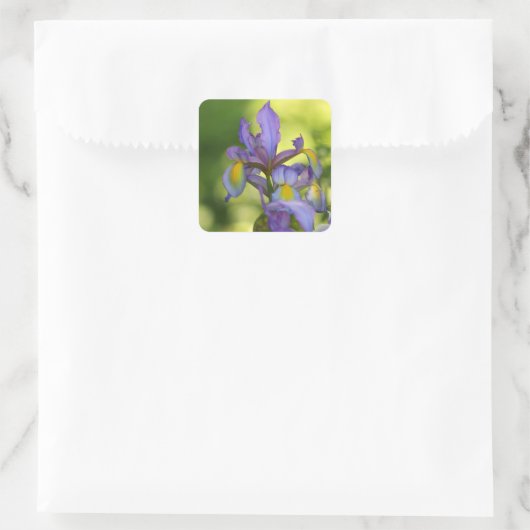 Iris Blume Stickers (Tasche)