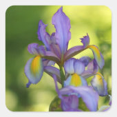 Iris Blume Stickers (Vorderseite)