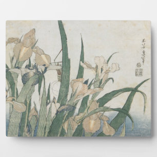 Iris-Blume und Grasshopper, c.1830-31 Fotoplatte