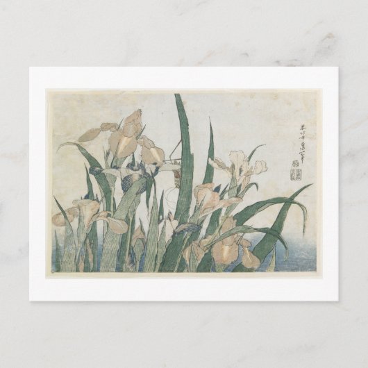 Iris-Blume und Grasshopper, c.1830-31 Postkarte (Vorderseite)
