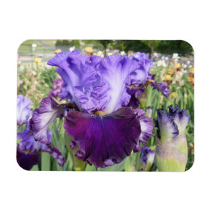 IRIS-BLUMEN-MAGNET horizontal Magnet