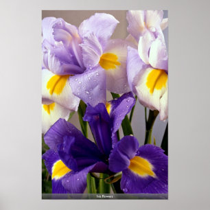 Iris-Blumen Poster