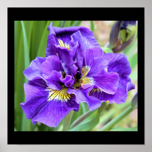 Iris-Blumenfoto Poster