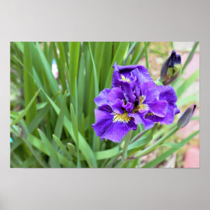Iris-Blumenfoto Poster
