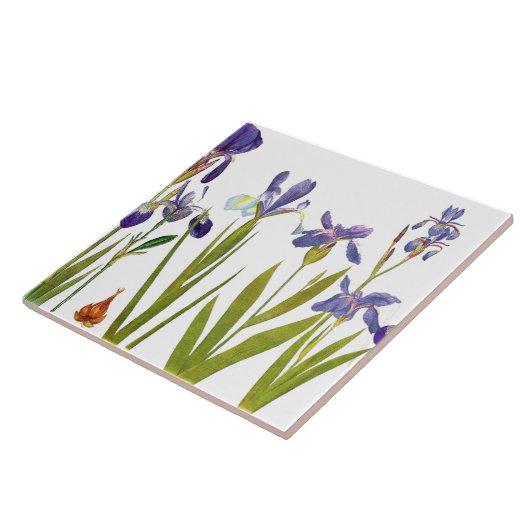 Iris-Blumengarten-botanische Blumen-Fliese Fliese (Seite)