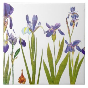 Iris-Blumengarten-Botanische-Blumen-Kachel Fliese