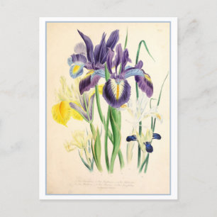 Iris Botanische Illustration Vintag Postkarte