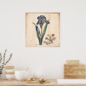 Iris Botanische Print Antique Illustration Poster (Küche)