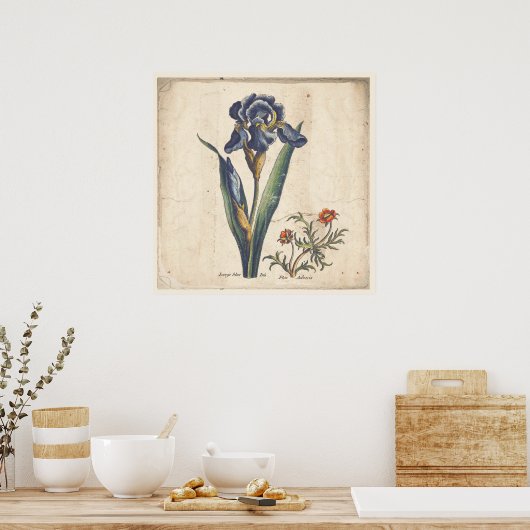 Iris Botanische Print Antique Illustration Poster (Küche)