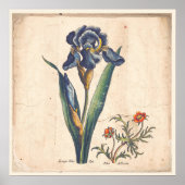 Iris Botanische Print Antique Illustration Poster (Vorne)