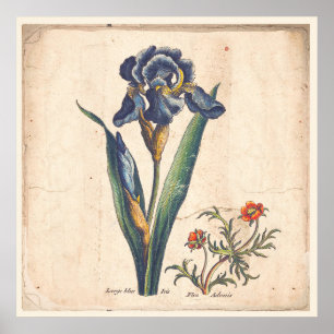Iris Botanische Print Antique Illustration Poster