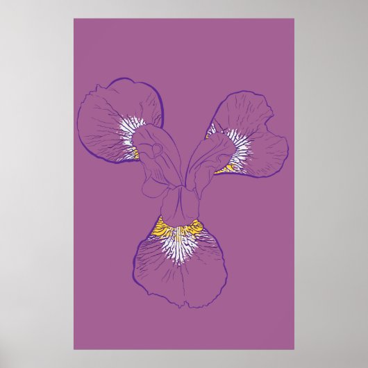 Iris Botanische Strichzeichnung Poster (Vorne)