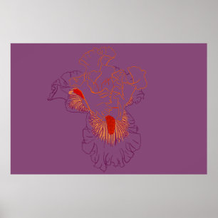 Iris Botanische Strichzeichnung Poster