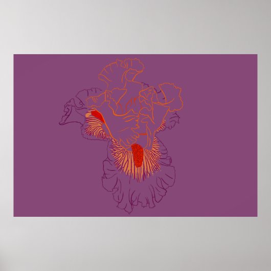 Iris Botanische Strichzeichnung Poster (Vorne)