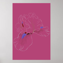 Iris Botanische Strichzeichnung Poster