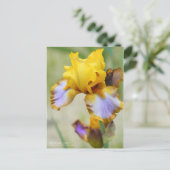 Iris "Brown Lasso" [Postkarte] Postkarte (Stehend Vorderseite)