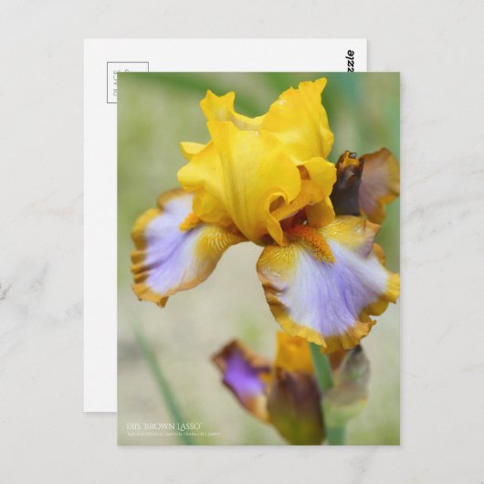 Iris "Brown Lasso" [Postkarte] Postkarte (Vorne/Hinten)
