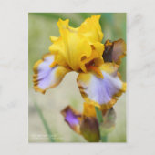 Iris "Brown Lasso" [Postkarte] Postkarte (Vorderseite)
