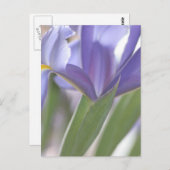 Iris Bud Postkarte (Vorne/Hinten)