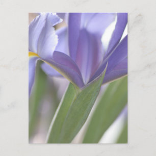 Iris Bud Postkarte