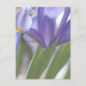 Iris Bud Postkarte (Vorderseite)