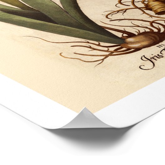 Iris Bulbs Botanische Printwerbung Poster (Ecke)