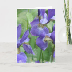 Iris Bulbs Grußkarte Karte