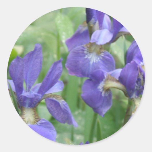 Iris Bulbs Stickers (Vorderseite)