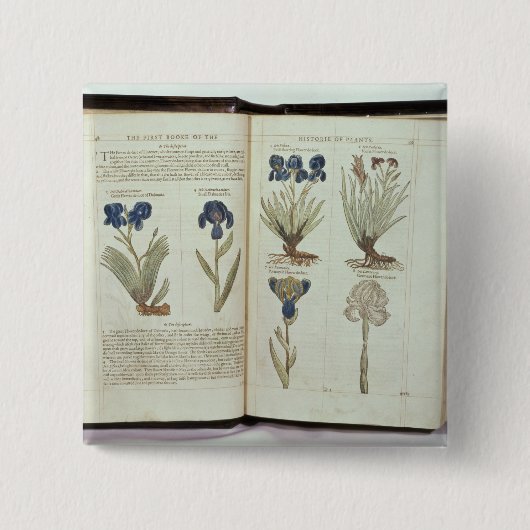 Iris Button (Vorderseite)