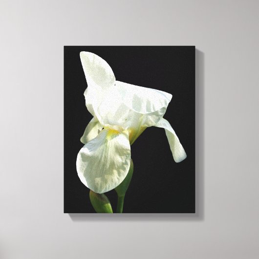 Iris Canvas Print Leinwanddruck (Vorderseite)